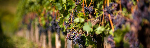 Die besten Weine aus den Marken