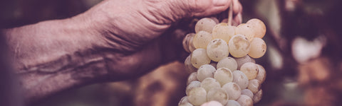 Süßweine aus Italien: 5 Geheimtipps für Gourmets