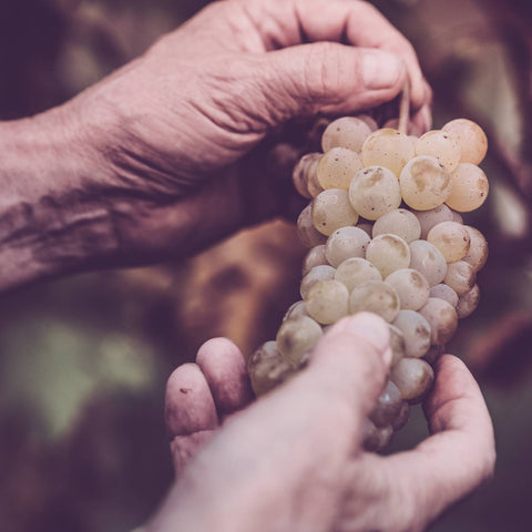 DAS Trio: Lagrein, Goldmuskateller, Gewürztraminer