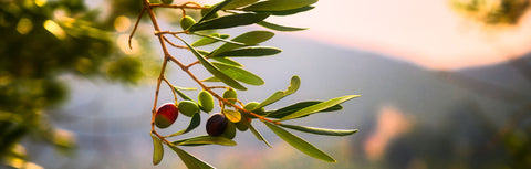 Natives Olivenöl extra aus Italien