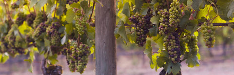 Die besten Weine aus der Lombardei