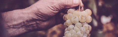 Champagner, Sekt oder doch lieber Prosecco?