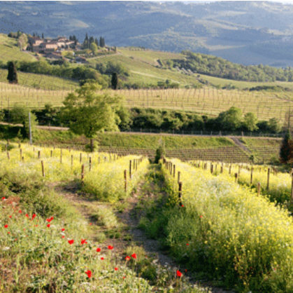 Gebiet-in-der-Toskana-mit-Blick-auf-Weinreben